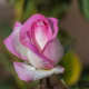 A lovely pink rose in New Mexico.