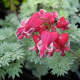 bleeding-hearts-gorgeous-and-easy-to-start-from-stem-cuttings-or-seeds
