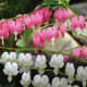 White and pink bleeding heart flowers.