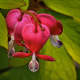You can certainly see why it's called a bleeding heart.