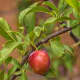 Another single American wild plum on our backyard tree.