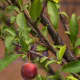 American wild plums are edible and delicious!