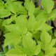 Angelica leaves