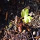 Angelica Seedling in Situ