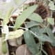 Eucalyptus Leaves