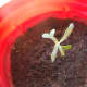 Baby Seedling