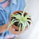 The spider plant is easy to care for and has air purifying properties.