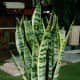 The snake plant is easy to maintain, purifies the air, and even releases oxygen.
