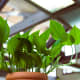 best-indoor-office-plants-low-light-and-low-maintenance