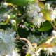 Surinam cherry blossoms.