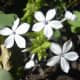 Plumbago zeylanica (flowers).
