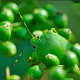 This is the green stink bug.