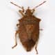 The spined soldier stink bug is a predator of gypsy moth caterpillars and the larvae of beetles such as the Colorado potato beetle and the Mexican bean beetle, making them beneficial garden bugs.