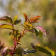 Even the new growth of leaves on our wild prairie rose bush was attractive.