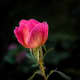 This is a photograph of a single wild praire rose that is growing on a large shrub in our front yard.