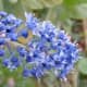 Vue rapprochée du lilas de Californie bleu trewithen.