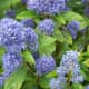 Lilas de Californie (Ceanothus arboreus) bleu trewithen, l'une des 60+ espèces de cette plante à feuilles persistantes nécessitant peu d'entretien.