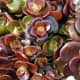 Sedum tundra tornado