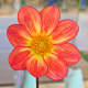 An Apopa gold dahlia.