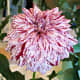 Bristol fleck dahlia
