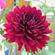 Hollyhill black widow dahlia