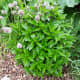 Peppermint is a great biomass crop because it can double as insect repellant wherever it is used.