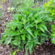One week after harvest, this comfrey is coming back strong.