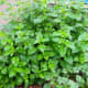 In addition to being a mosquito-repelling biomass crop, lemon balm is a tasty salad green...if you don't mind the taste of Murphy's Oil Soap in your salad. Still, when it is almost the only thing up early in spring, it is appreciated.