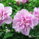 This double purple Rose of Sharon flower is very similar to other varieties of hibiscus, as well as double hollyhocks.  If you stay confused about flowers, you are one among many.