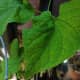 Telosma cordata leaves.