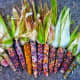 Glass Gem corn.
