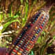 Glass Gem corn.