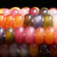Glass Gem corn.