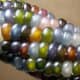 Glass Gem corn.