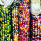 Glass Gem corn.