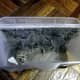 Debris captured in dust bin of Kobot RV353 Slim Series Robotic Vacuum