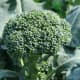 growing-broccoli-in-ohio