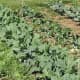 growing-broccoli-in-ohio