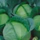 Danish Ballhead cabbage is a great winter cabbage to grow from seed. It produces solid, round heads that can reach up to about five pounds each. Planted from seed, this vegetable is ready for harvest in about 100 days.