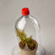 Your cutting will need to be kept out of direct sunlight, and in a moist, humid environment. If you don't have a greenhouse, you can do as I do and cut the bottom off a two-liter soda bottle. It makes a great little homemade greenhouse!