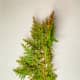 Your cutting should look something like this one. The brown, oval-shaped fruit of the Leyland cypress tree does not attract wildlife of any kind.