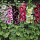 Hollyhocks have a very long blooming season and can live for many years if you cut the stalk off at the base after the flowers fade. They can grow to be several feet tall, depending on which variety you plant, so allow them plenty of room.