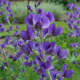 Blue wild indigo is a robust perennial that can grow up to four feet tall, with a spread of up to three feet, so these flowers also need adequate room in order to flourish.