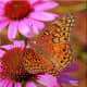 Butterflies do love purple coneflowers.