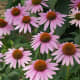 Although the purple coneflower has very low fertility needs, it does not compete well with other flowers so bear that in mind when placing them in your garden.