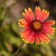 Blanket flowers, perennial daisies, are very popular here in New Mexico.  Butterflies love them, but deer don't.