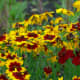 Golden tickseed is known by several other common names, including plains coreopsis, garden coreopsis, or calliopsis.
