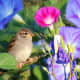 Pink, blue, and purple morning glories create a beautiful frame for this little sparrow.