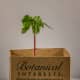 You can also make your own paper planters that would resemble this one, which is commercially available. If you don't have money for pots, you can always improvise.