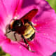 Bumblebees are expert pollinators and they love morning glories.